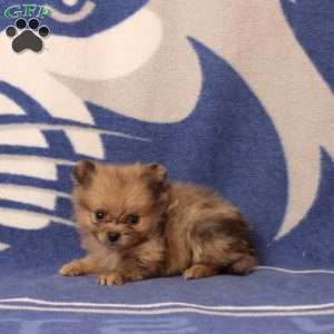 Demi, Pomeranian Puppy